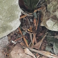 Catocala nymphagoga