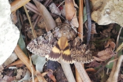 Catocala nymphagoga