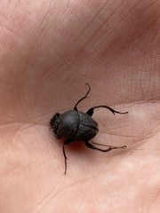 Sisyphus schaefferi schaefferi