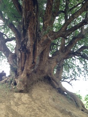 Xanthocercis zambesiaca