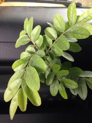 Xanthocercis zambesiaca