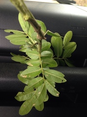 Xanthocercis zambesiaca