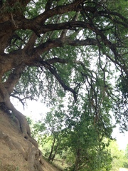 Xanthocercis zambesiaca