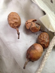 Xanthocercis zambesiaca