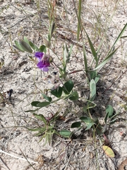 Lathyrus japonicus