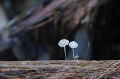 Mycena albidocapillaris