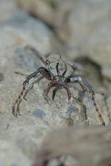Dicronocephalus bowringi