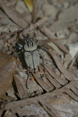 Dicronocephalus bowringi