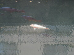 Cyprinus rubrofuscus