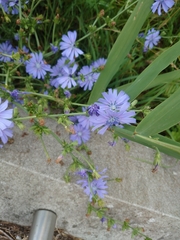 Cichorium intybus