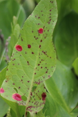 Puccinia phragmitis