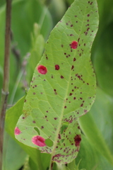 Puccinia phragmitis