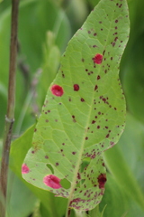 Puccinia phragmitis