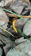 Selatosomus aeneus