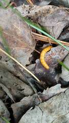 Selatosomus aeneus