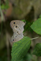 Ypthima multistriata