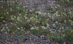 Oxytropis maydelliana