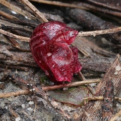 Corybas undulatus