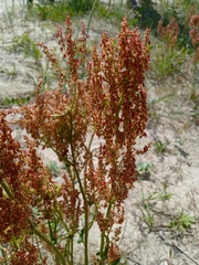 Rumex
