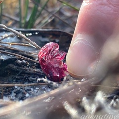 Corybas undulatus