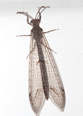 Neuroleon nemausiensis