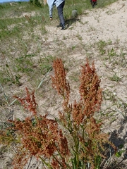 Rumex