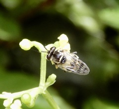Graptomyza brevirostris