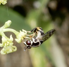 Graptomyza brevirostris