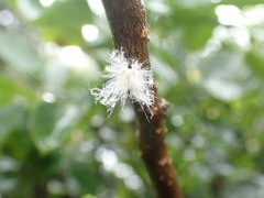 Ricania sublimata