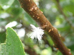 Ricania sublimata