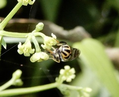 Graptomyza brevirostris