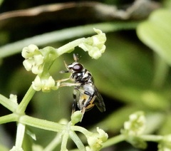 Graptomyza brevirostris