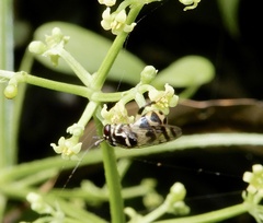 Graptomyza brevirostris