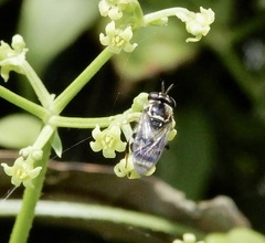 Graptomyza brevirostris