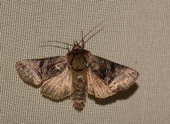 Abrostola tripartita