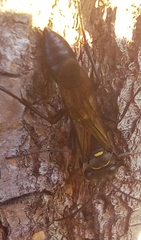 Sceliphron curvatum