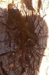 Sceliphron curvatum