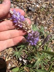 Lupinus breweri