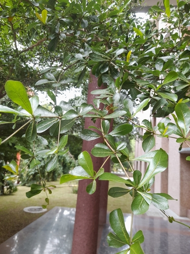 Terminalia neotaliala