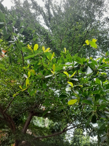 Terminalia neotaliala