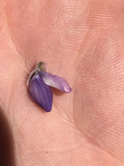 Lupinus breweri