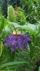 Passiflora incarnata × cincinnata