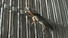 Gryllotalpa quindecim