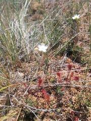 Drosera