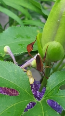 Chondrocera laticornis