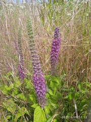 Teucrium hircanicum