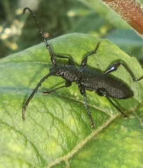 Ropalopus clavipes
