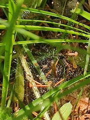 Allagelena gracilens