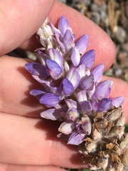 Lupinus breweri