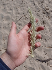 Leymus arenarius